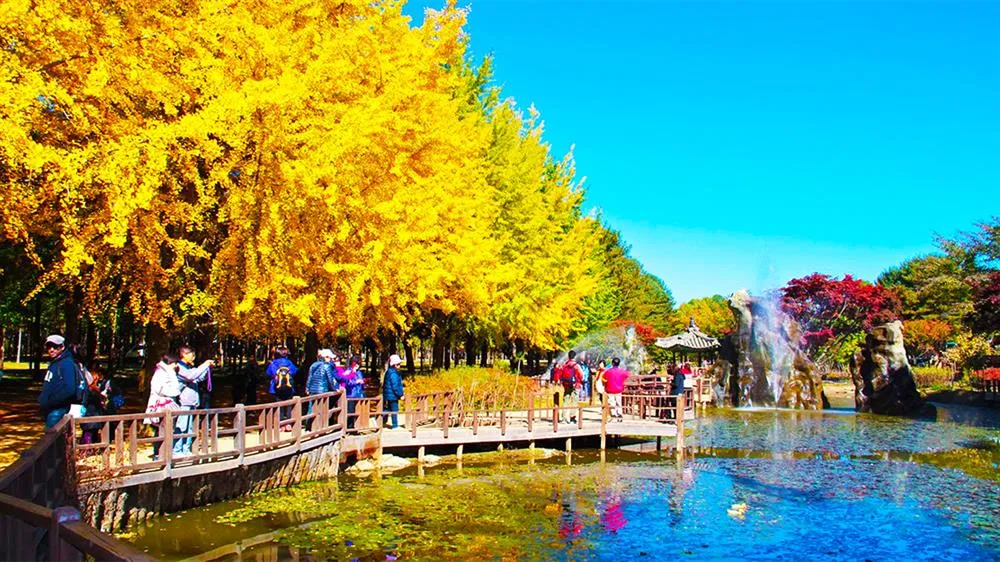 Kinh nghiệm du lịch đảo Nami Hàn Quốc