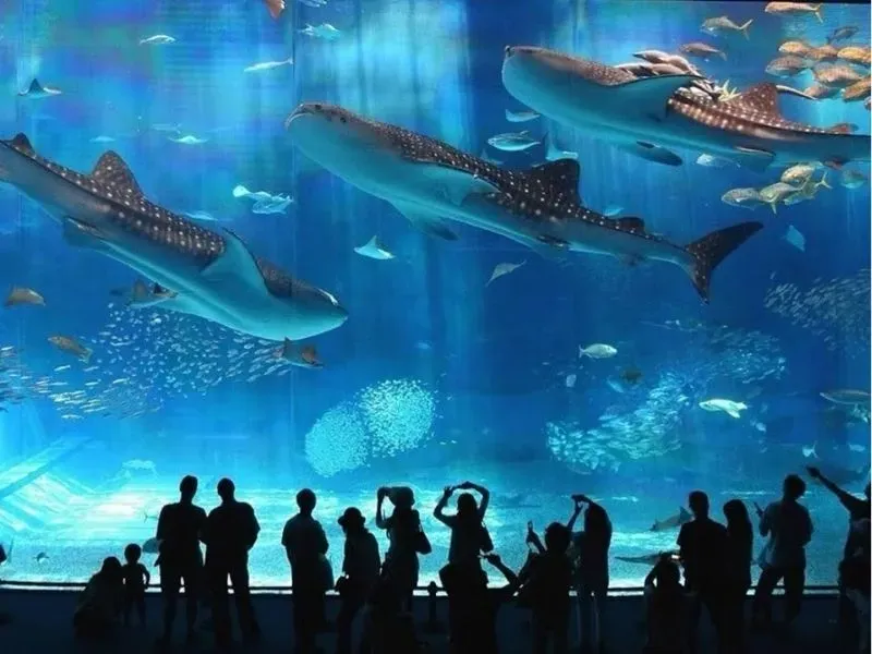 Thủy cung Kaiyukan OsakaThủy cung Kaiyukan Osaka