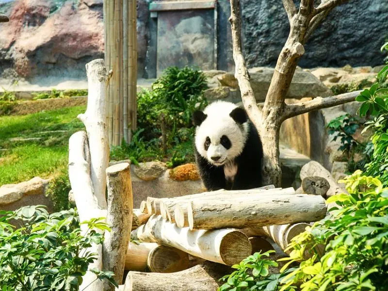 CÔNG VIÊN GẤU TRÚC